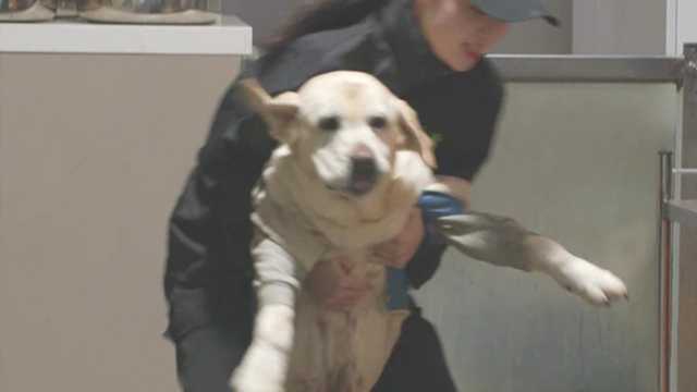 [동물농장] 고구마가 먹고 싶었던 비만견 빼빼