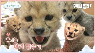 애니멀봐