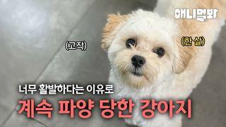 애니멀봐