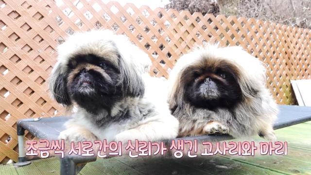 복수전을 멈춰줄 솔루션, 멀어진 신뢰를 쌓아가는 마리와 고사리