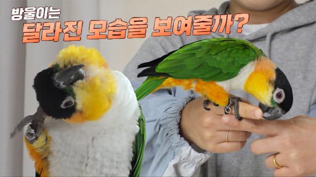 우리 방울이가 달라졌어요! 공격 앵무새 방울이 솔루션