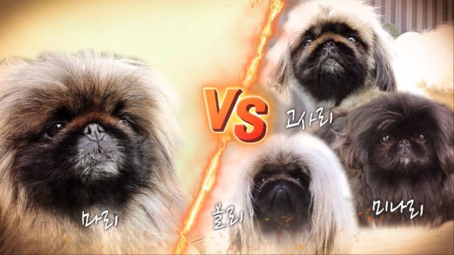 ‘더 견로리’ 犬들의 복수전,  마리를 향한 페키니즈들의 공격!