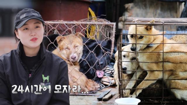 구사일생 살아남은 친구들, 유기견 보호서의 도움 요청!