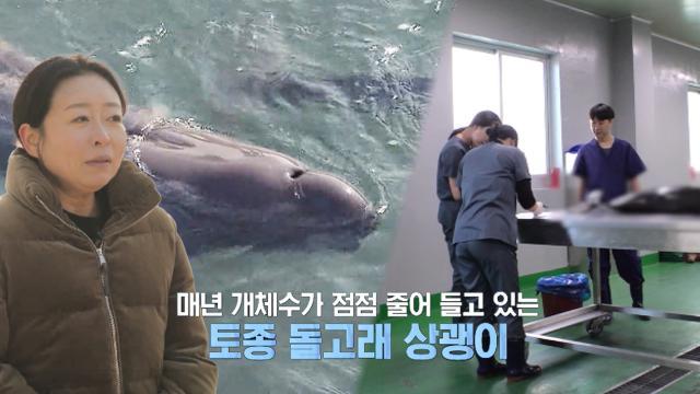 미소가 매력적인 토종 돌고래, ‘상괭이’ 보존을 위한 노력