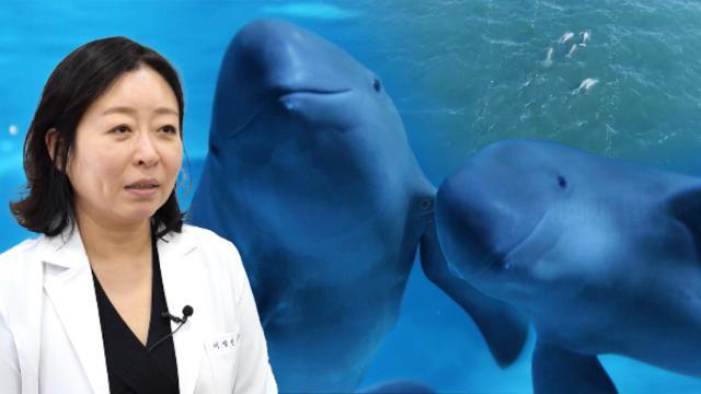 299마리 집단 폐사 사건, ‘상괭이’와 공존이 필요한 시점