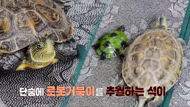로봇 거북이와 세기의 대결, 우사인 볼트 거북이 ‘석이’