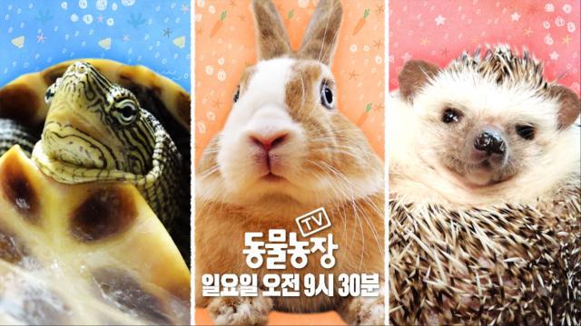 [3월 26일 예고] 도대체 왜 이러는 걸까? 별난 소동물 2탄! 