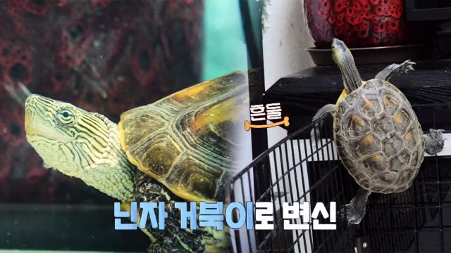못 오를 벽은 없다! 프로탈출러 보석거북이 ‘석이’