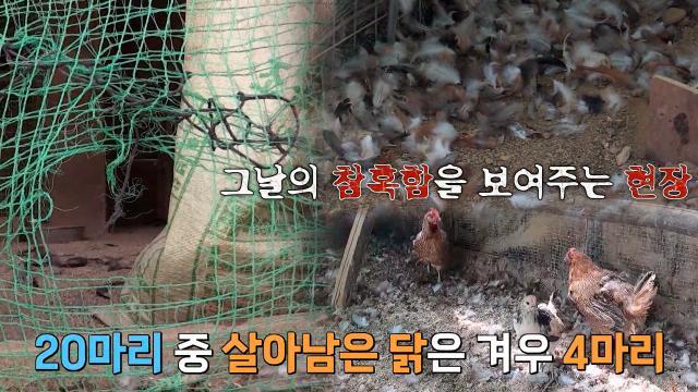 ※닭장 습격사건※ 처참한 닭 사체들, 이중 망 뚫고 들어온 의문의 불청객