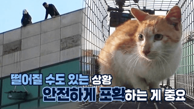 5층 간판에 고립된 고양이 안전 구조 대작전★