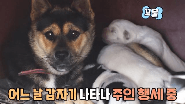 갑자기 나타난 며느리견 덕분에 손주견 생긴 할아버지