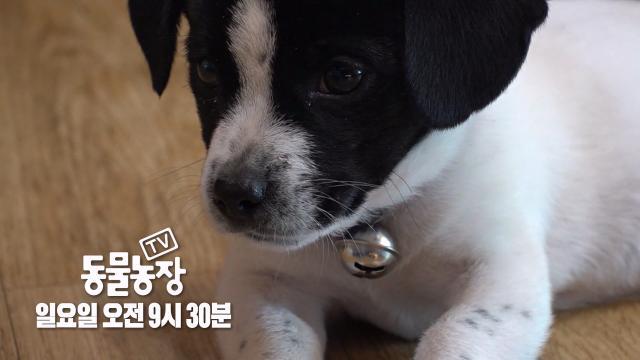 [11월 26일 예고] 훈련견 점빵이의 견군사관학교 생활