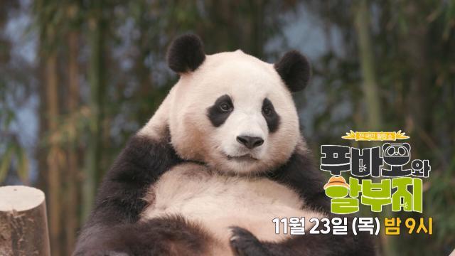 [예고] “그대들 푸며들 준비되었는가?” 전 국민 힐링 쇼!_‘푸바오와 할부지’ 11월 23일 첫방송