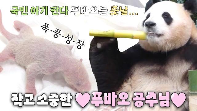 ‘판다계의 슈푸스타’ 푸바오의 성장과정★