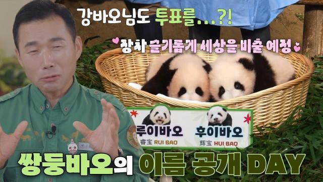 ‘쌍둥바오’ 루이바오×후이바오, 이름 정하는 날♥ (ft. 푸바오의 질투)