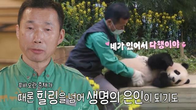 ‘행복을 주는 보물’ 푸바오, 많은 이의 행복이 되어준 고마운 존재♥