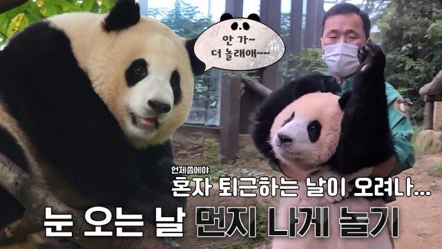 ‘몸개그의 달인’ 푸바오의 귀여움 만땅 스킬♥ (ft. 강철원 사육사)