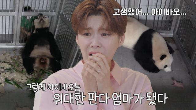 ‘잊을 수 없는 기억’ 아이바오의 출산 그리고 푸바오 탄생의 순간!