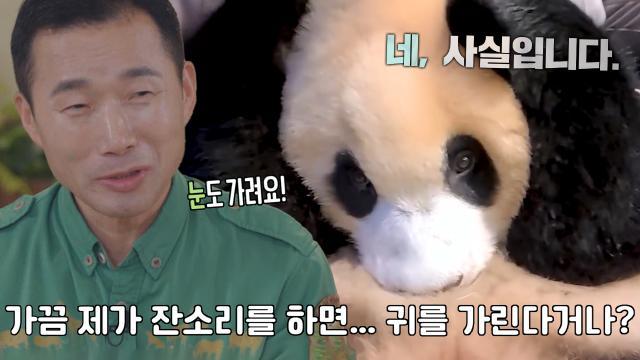 강철원 사육사, 푸바오가 사람 같다고 느껴지는 순간!