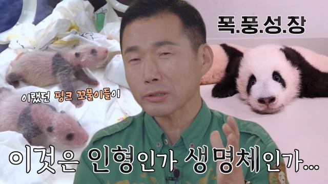 루이바오×후이바오, 쌍둥이 판다의 폭풍 성장과정♥