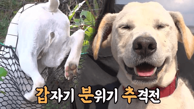 넓은 집 놔두고 허구한 날 탈출 시도하는 수상한견 ‘용맹이’