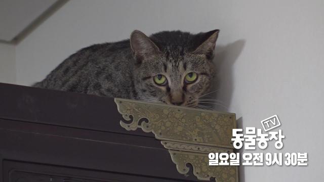 [12월 3일 예고] 고양이계의 전우치와 위험천만한 숨바꼭질