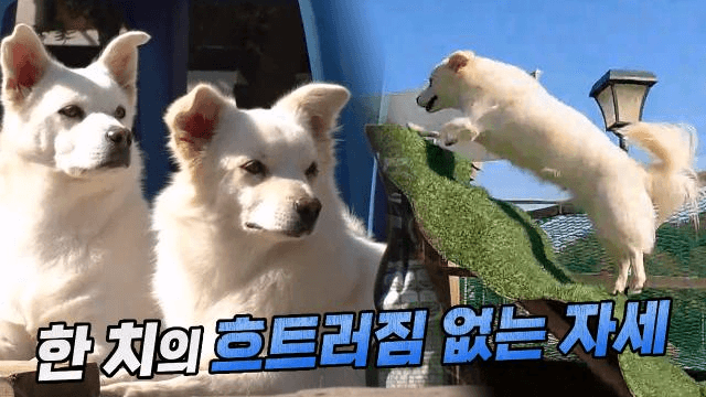 “먹으세요” 존댓말 훈련으로 탄생한 모범 가족 호빵이네♥ 