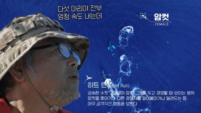 ‘히트 런’ 암컷 고래의 짝이 되기 위한 수컷 고래 네 마리의 경쟁!