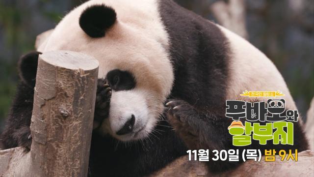 [11월 30일 예고] 흥미롭고 놀라운 바오 패밀리의 탄생 스토리 대공개!