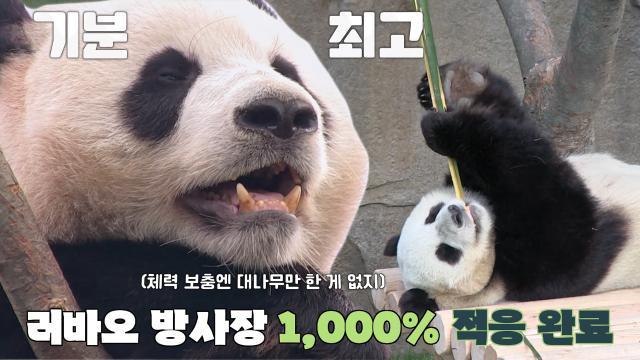 러바오, 빠른 적응력으로 방사장 구석구석 마킹 후 대나무 먹방↗