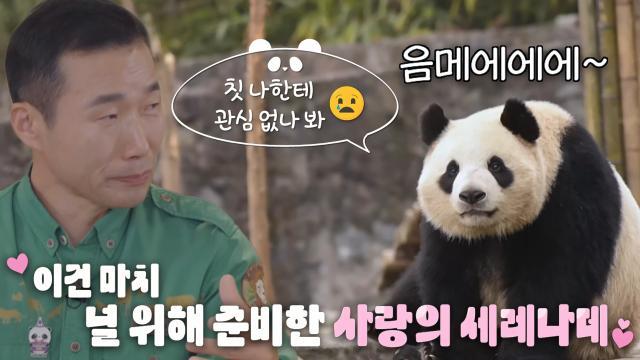 ‘판다의 번식기’ 강철원 사육사가 들려주는 수상한 소리의 정체!