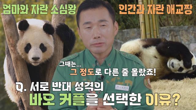 아이바오×러바오, 반대 성격이지만 커플로 맺어진 이유!