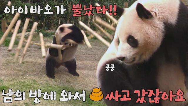 아이바오, 개인 공간에 똥 싸고 도망간 러바오에 분노♨