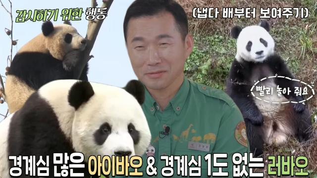 ‘두장옌 판다보호기지’ 강철원 사육사, 2016년 아이바오×러바오와의 첫 만남