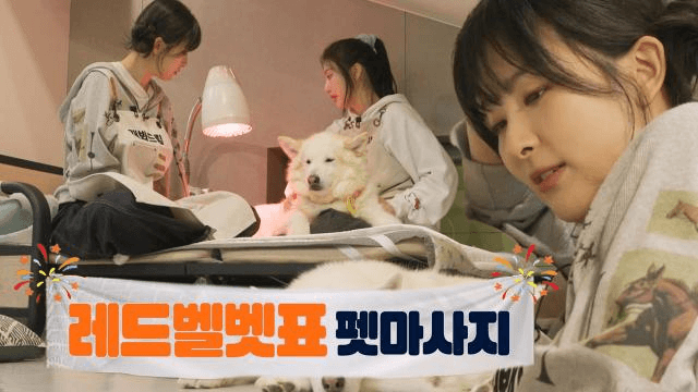 노곤한 아이들을 위한 만족도 최상 레드벨벳표 펫마사지★