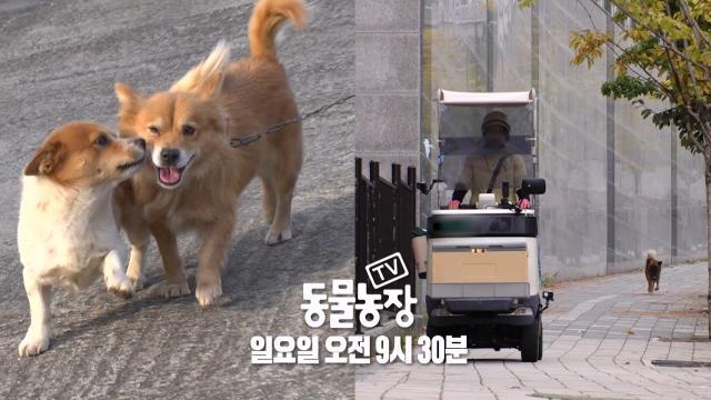 [12월 10일 예고] 언제나 함께하는 강아지들의 이야기