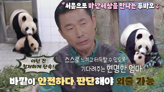 ‘모성본능’ 아이바오, 푸바오의 첫 외출 단속!