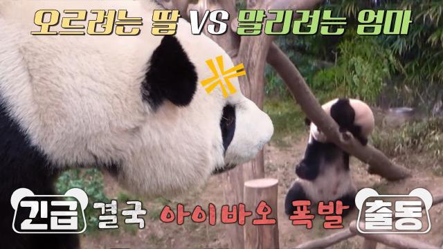 아이바오, 높은 나무에 오르려는 푸바오의 고집에 인내심 폭발♨
