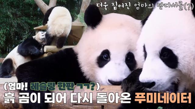 아이바오, 일상이 몸 개그인 푸바오에 지친 체력