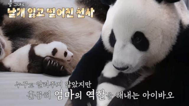 ‘초보 엄마’ 아이바오, 정성스레 ‘아기’ 푸바오를 핥는 이유!