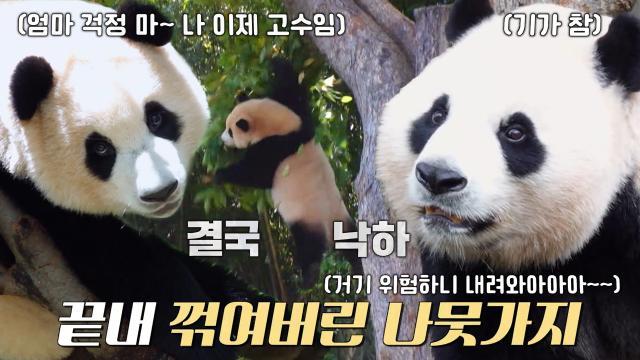 ‘사춘기’ 푸바오, 체중을 견디지 못한 나뭇가지에 추락↘ (ft. 화난 아이바오)