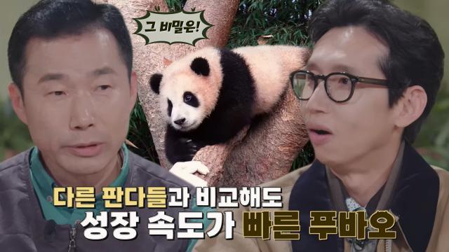 강철원 사육사, 첫 건강검진 날 알게 된 아이바오 신체의 비밀!