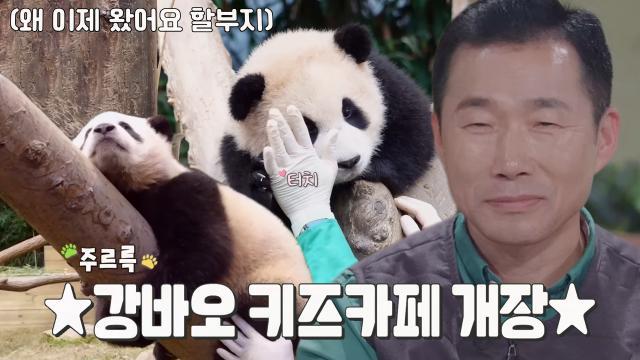 완벽한 케미 자랑하는 푸바오×강철원 사육사의 입덕 포인트