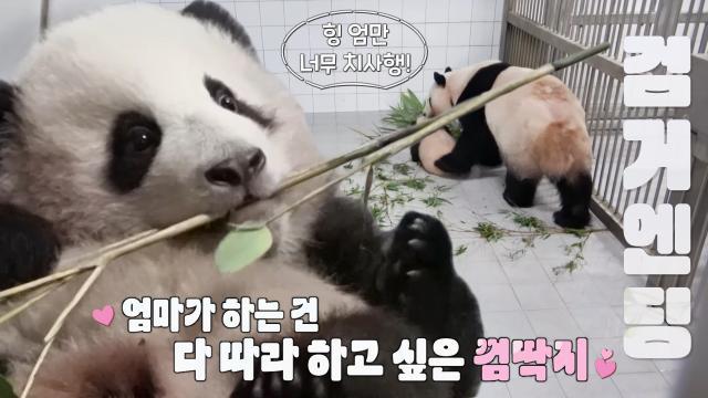 푸바오, 엄격한 ‘엄마’ 아이바오에 호기심 가득한 몸짓