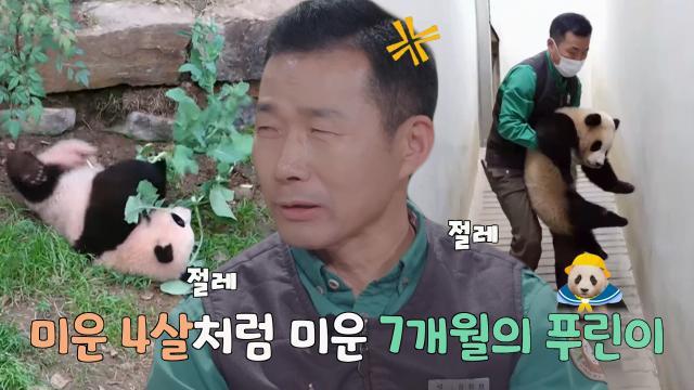 강철원 사육사, 밀당하며 깐족거리는 ‘청개구리’ 푸바오에 내쉬는 한숨↘