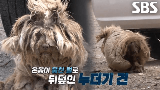 TV 동물농장