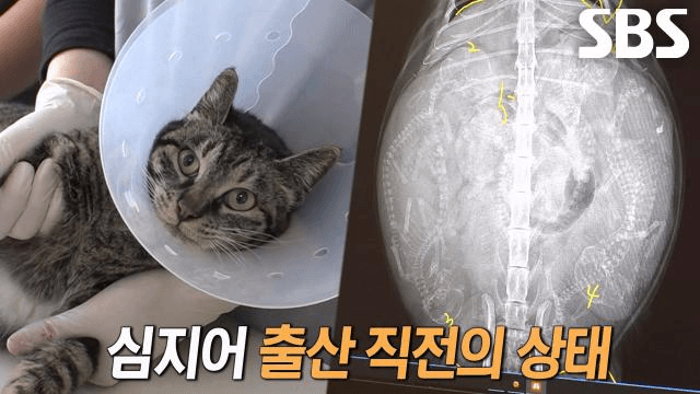 TV 동물농장