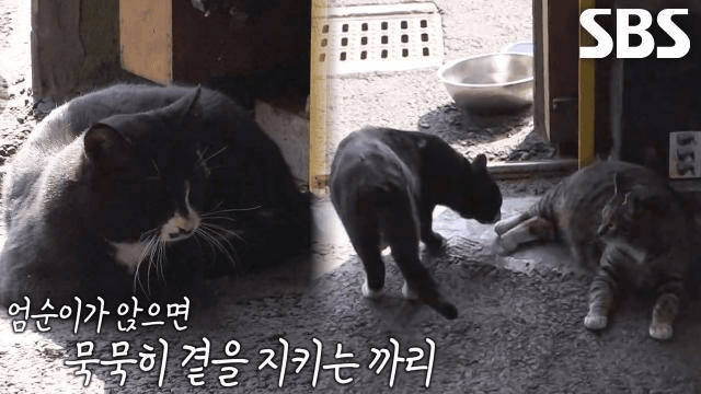 TV 동물농장