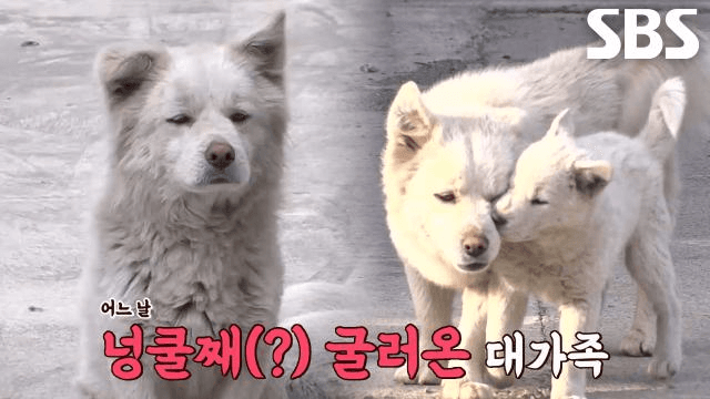 TV 동물농장