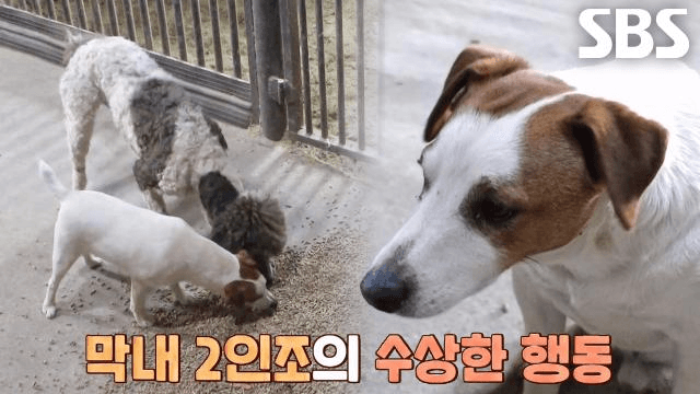 TV 동물농장